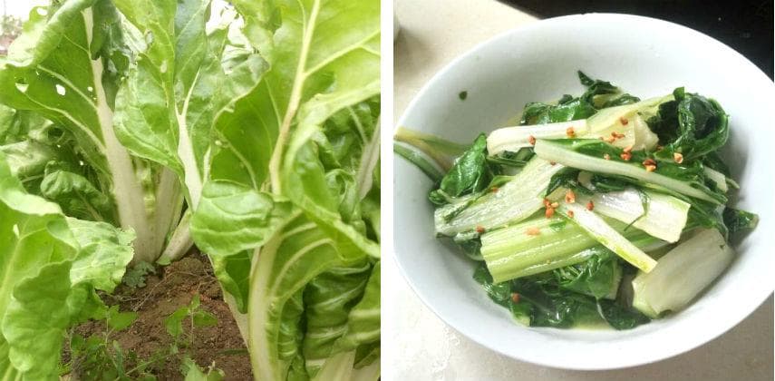 【中英素】飼料變上菜：超級食物君達菜