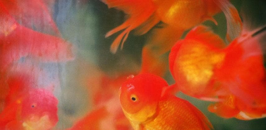 人云亦云終究救不了金魚